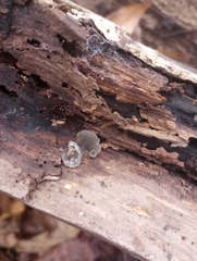 Resupinatus alboniger