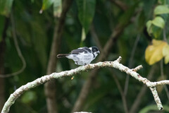 Sporophila americana