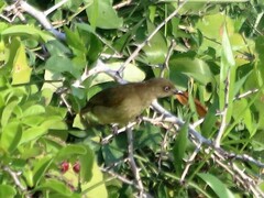 Andropadus importunus