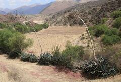 Agave cordillerensis