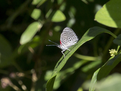 Diaethria