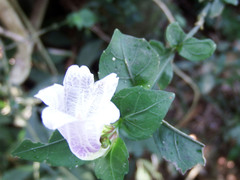 Strobilanthes flexicaulis