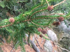 Picea orientalis