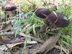 Tylopilus badiceps