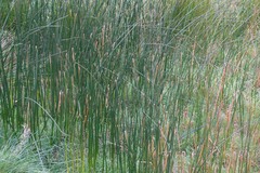 Eleocharis acuta