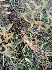 Salix salviifolia