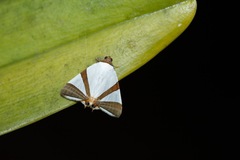 Eulepidotis rectimargo