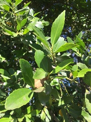 Laurelia sempervirens