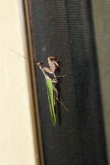 Antemna rapax