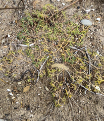 Euphorbia polygonifolia