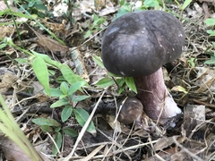 Tylopilus badiceps