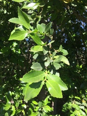 Laurelia sempervirens