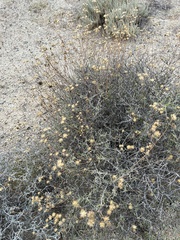 Bahiopsis microphylla