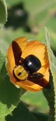 Xylocopa pubescens