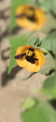 Xylocopa pubescens
