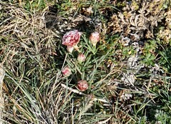 Armeria curvifolia