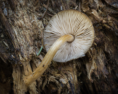 Pluteus fulvibadius