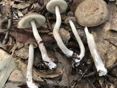 Leccinellum albellum