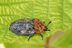 Oiceoptoma thoracicum