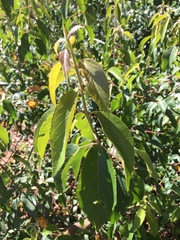 Aristotelia chilensis