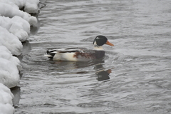 Anas platyrhynchos domesticus