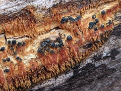 Rosellinia subiculata