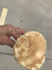 Saproamanita nauseosa