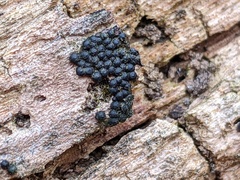 Rosellinia subiculata