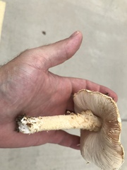 Saproamanita nauseosa