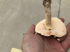 Saproamanita nauseosa