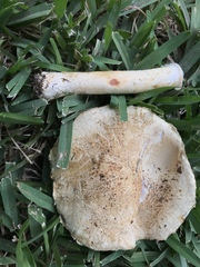 Saproamanita nauseosa
