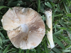 Saproamanita nauseosa
