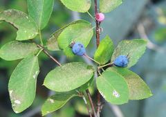 Amelanchier bartramiana