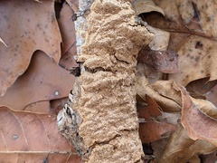 Fuscoporia ferrea