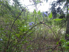 Clematis occidentalis grosseserrata