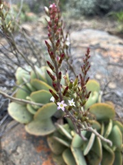 Adromischus sphenophyllus