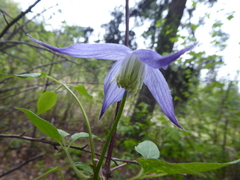 Clematis occidentalis grosseserrata