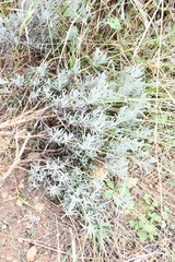 Lavandula