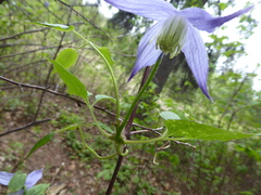 Clematis occidentalis grosseserrata