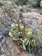 Adromischus sphenophyllus