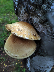 Hemipholiota