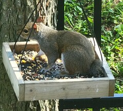 Sciurus carolinensis