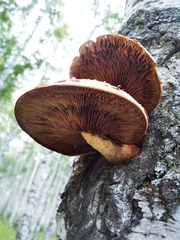Hemipholiota
