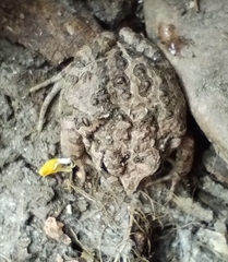 Physalaemus biligonigerus