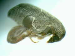 Acanthoscelides