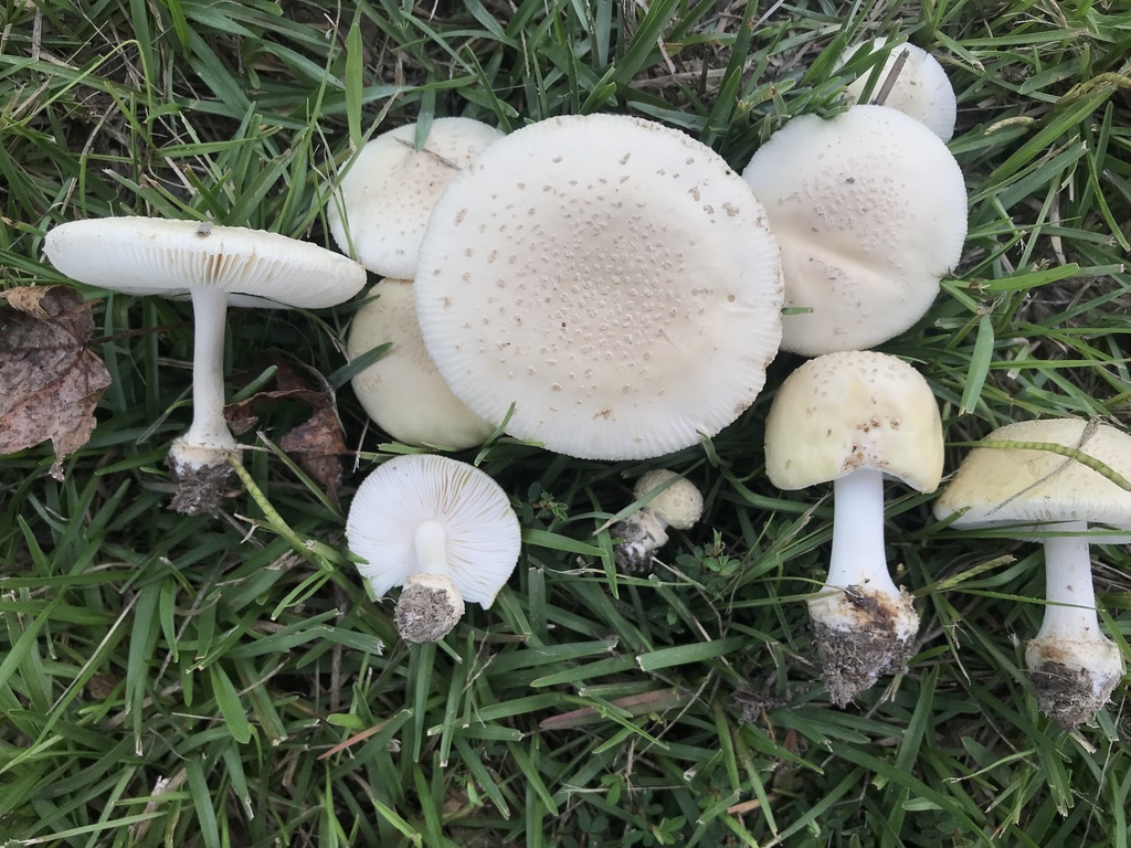 Coker's Pubescent Amanita