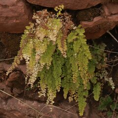 Adiantum orbignyanum