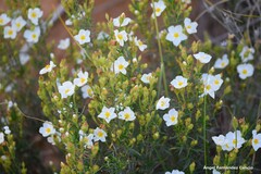 Cistus clusii