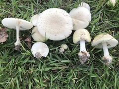 Amanita pubescens