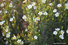 Cistus clusii
